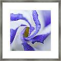 Blue Inspiration. Lisianthus Flower Macro Framed Print