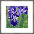 Blue Iris Flower Framed Print