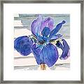 Blue Iris Framed Print