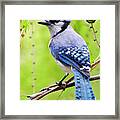 Blue Jay Bird Framed Print