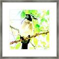 Blue Jay Iii Framed Print