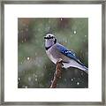 Blue Jay In Falling Snow Framed Print