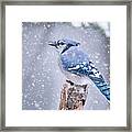 Blue Jay In Snow Storm Framed Print