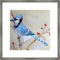 Blue Jay Framed Print