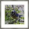 Blue Jay Framed Print