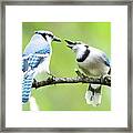 Blue Jay Parent Feeding Juvenile Framed Print