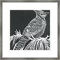 Blue Jay Scratch Board Framed Print