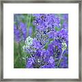 Blue Lavs Framed Print