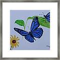 Blue Monarch Framed Print