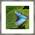 Blue Morpho Butterfly Ii Framed Print