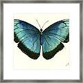Blue Morpho Butterfly Framed Print
