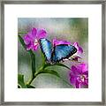 Blue Morpho With Orchids Framed Print