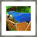 Blue Parrot On Stump Framed Print