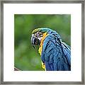 Blue Macaw Framed Print