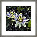 Blue Passion Flower Framed Print