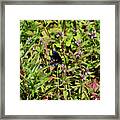 Blue Ridge Butterflies 1 Framed Print