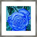 Blue Rose Framed Print