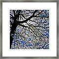 Blue Skies Smiling At Me Framed Print