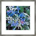 Blue Splash - Flowers Of Spring Framed Print