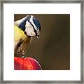 Blue Tit Cyanistes Caeruleus Sat On A Red Apple Looking Down Framed Print