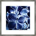 Blue Velvet Framed Print