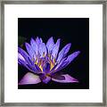 Blue Water Lily Framed Print