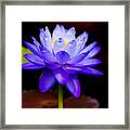 Blue Water Lily Framed Print