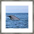 Blue Whale Tail Flop Framed Print