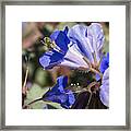 Bluebell Pollinator Framed Print