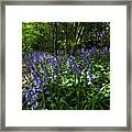 Bluebells4 Framed Print