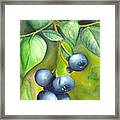 Blueberrries Framed Print
