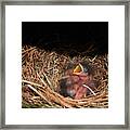 Bluebird Babies Framed Print