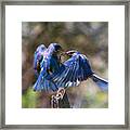 Bluebird Battle Framed Print