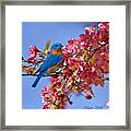 Bluebird In Apple Blossoms Framed Print