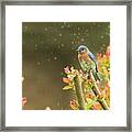 Bluebird In Gentle Rain Framed Print
