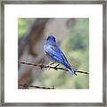 Bluebird On The Fence Framed Print