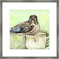 Bluebird With Teacup Framed Print
