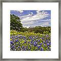 Bluebonnet Spring Framed Print