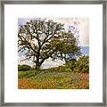 Bluebonnets Paintbrush And An Old Oak Tree - Texas Hill Country Framed Print