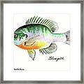 Bluegill Fish Framed Print