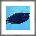 Bluespine Unicorn Fish Framed Print