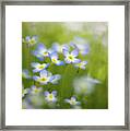 Bluets Framed Print