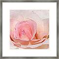 Blush Pink Dewy Rose Framed Print