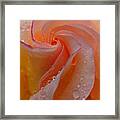 Blushing Beauty Framed Print