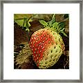Blushing Strawberry Framed Print