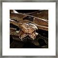Boa Constrictor Imperator Color, On Isolated Black Background Framed Print