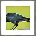 Boat-tailed Grackle Male Framed Print