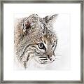 Bobcat Face Framed Print