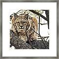 Bobcat In Winter Framed Print