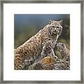 Bobcat Mother And Kittens North America Framed Print